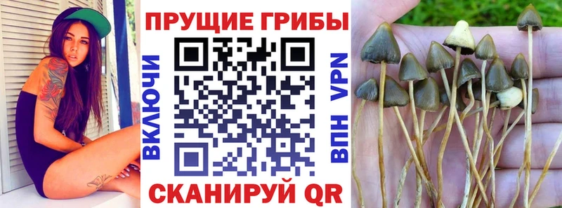 Купить закладки  Севск  Псилоцибиновые грибы Psilocybine cubensis 